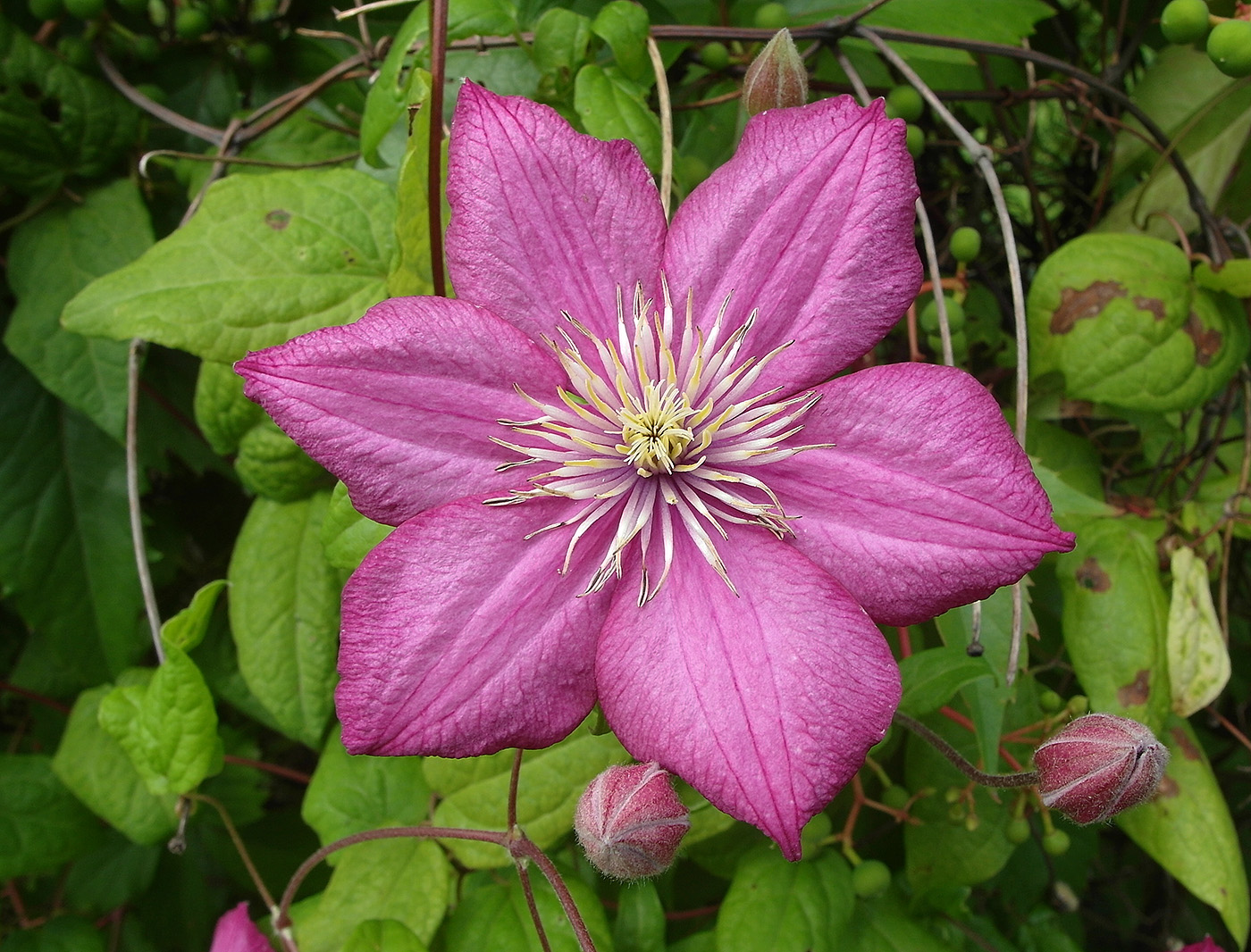 Image of Clematis × jackmanii specimen.