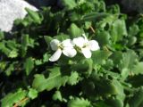 Arabis alpina