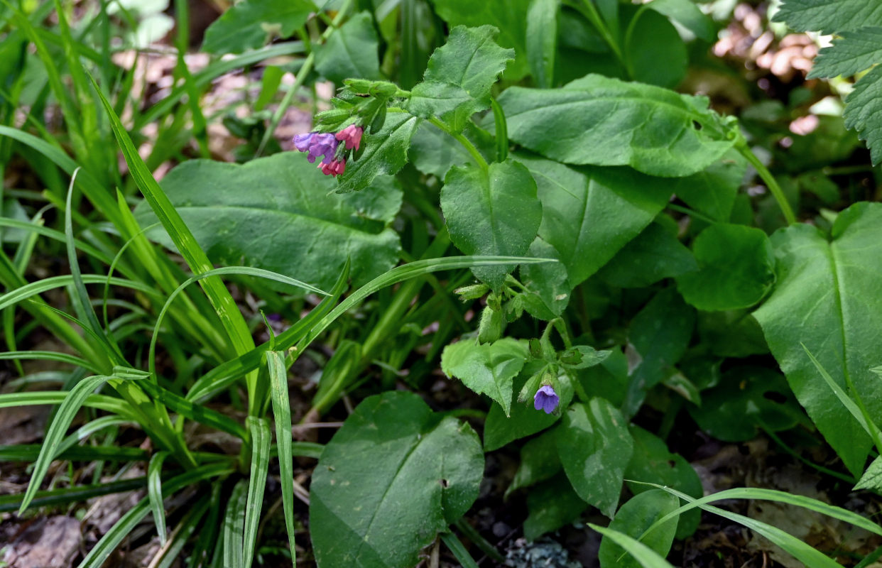 Изображение особи Pulmonaria obscura.