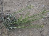 Matthiola superba