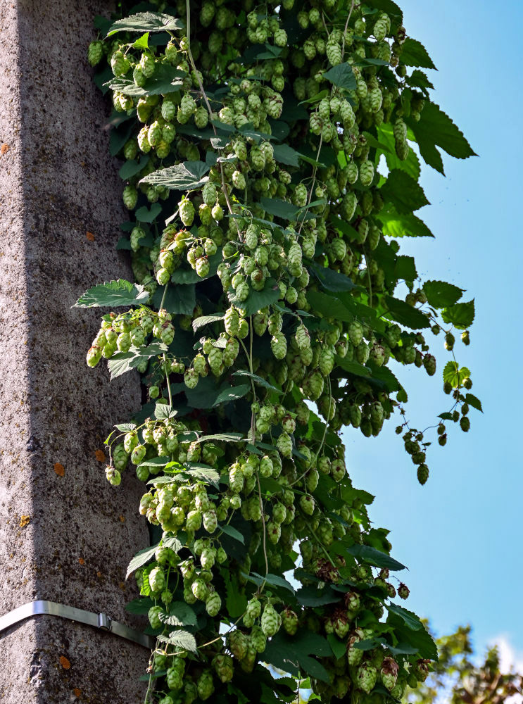 Image of Humulus lupulus specimen.