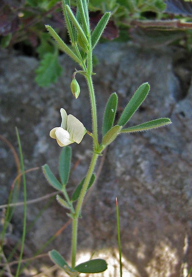 Изображение особи Lathyrus saxatilis.