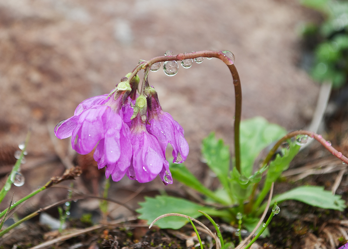 Изображение особи Primula cuneifolia.