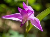 Cephalanthera rubra