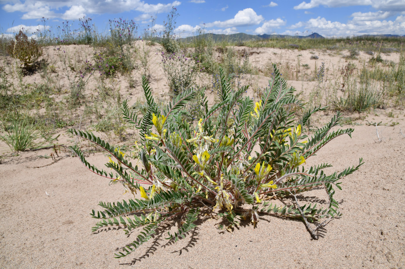 Image of Astragalus rubtzovii specimen.