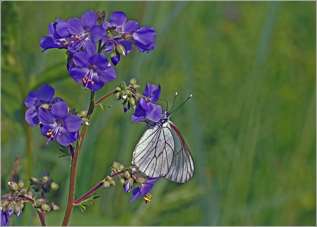 Image of Polemonium caeruleum specimen.
