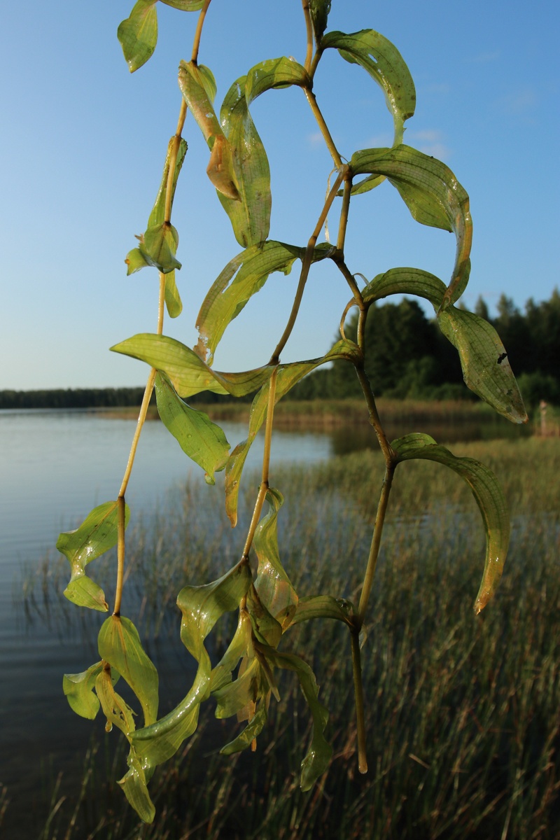 Image of Potamogeton perfoliatus specimen.