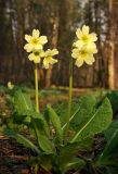 Primula pallasii