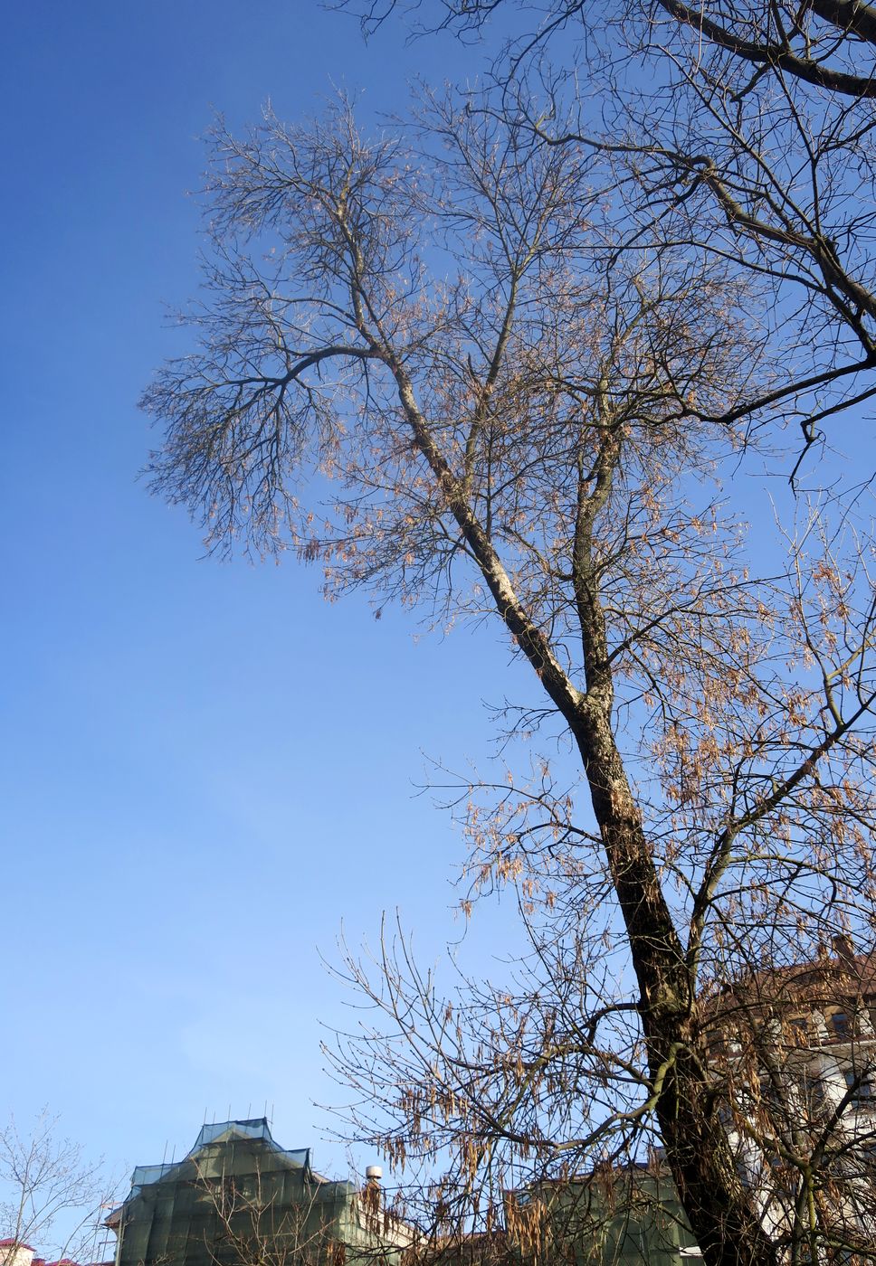Image of genus Fraxinus specimen.