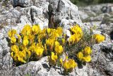 Chamaecytisus wulffii
