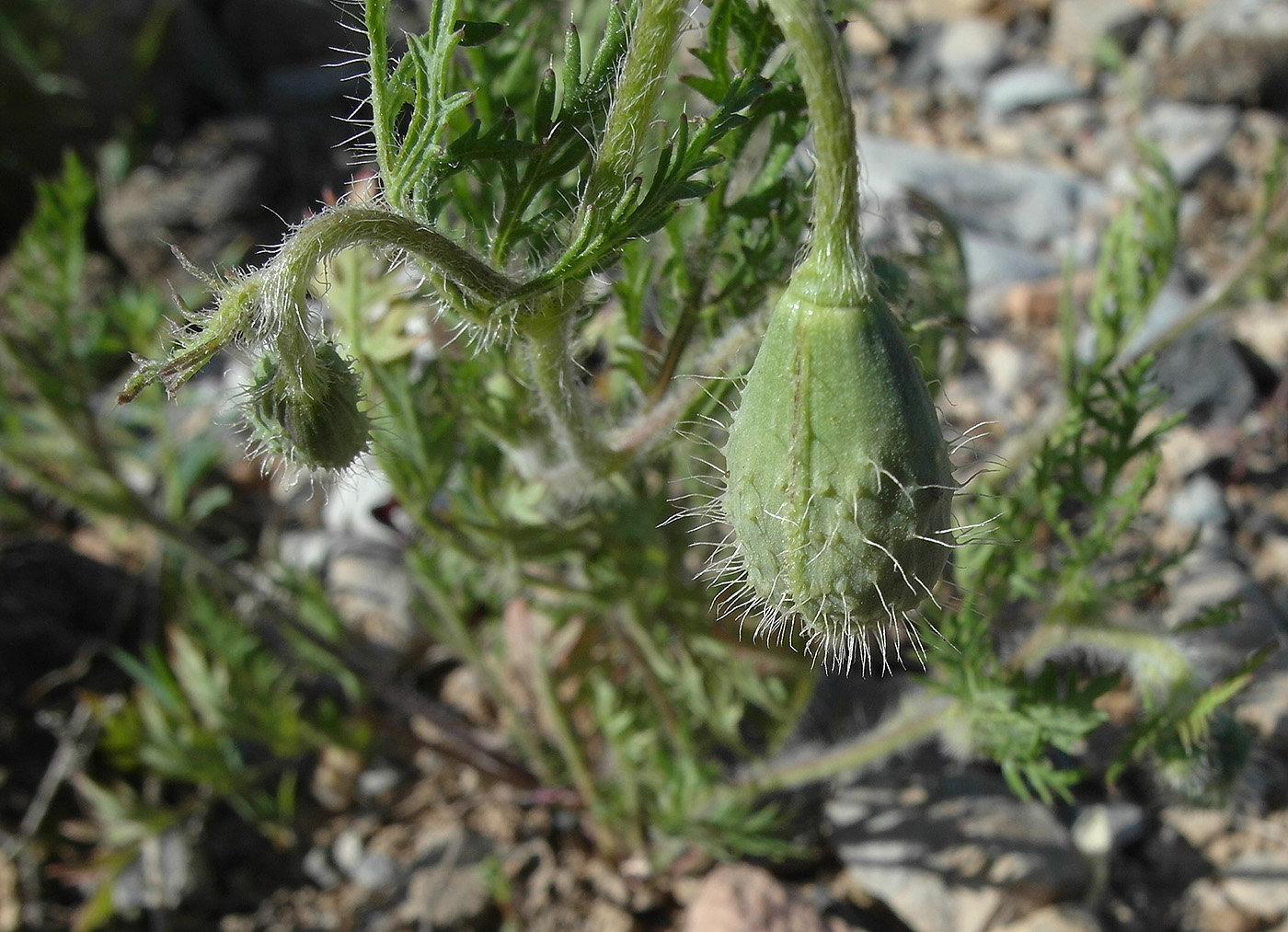Image of Roemeria refracta specimen.