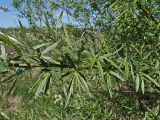 Salix schwerinii