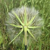 Tragopogon dubius. Созревающее соплодие. Краснодарский край, м/о г. Новороссийск, берег Суджукской лагуны, осыпной склон. 01.06.2025.