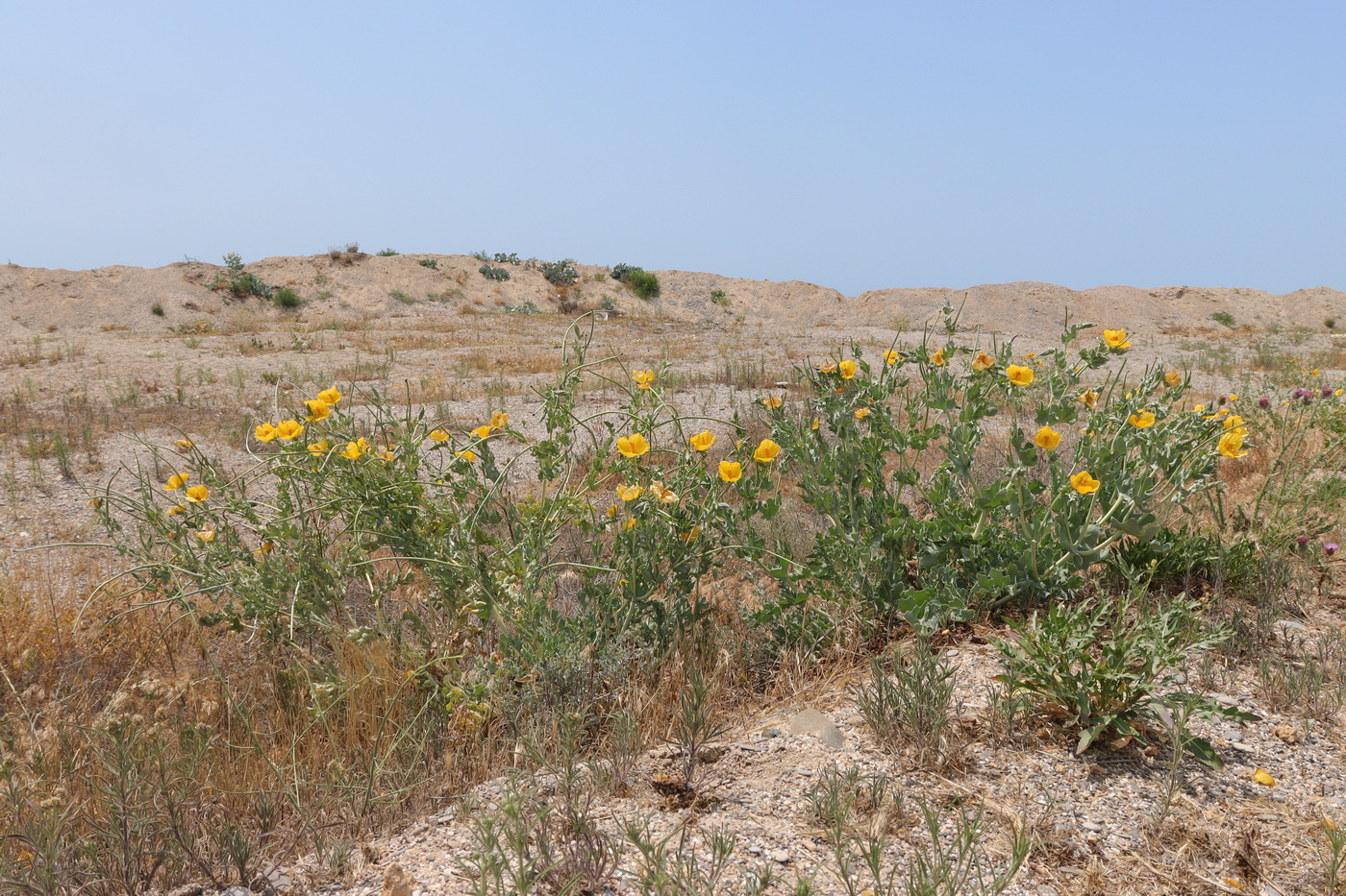 Изображение особи Glaucium flavum.