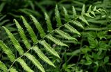Cyclosorus heterocarpos. Верхушка вайи. Китай, пров. Цзянсу, г. Сучжоу, в парке на берегу пруда. 27.05.2025.