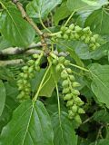 Populus suaveolens. Верхушка ветви с соплодиями. Хабаровский край, окр. г. Комсомольск-на-Амуре, Силинский лесопарк. 08.06.2025.