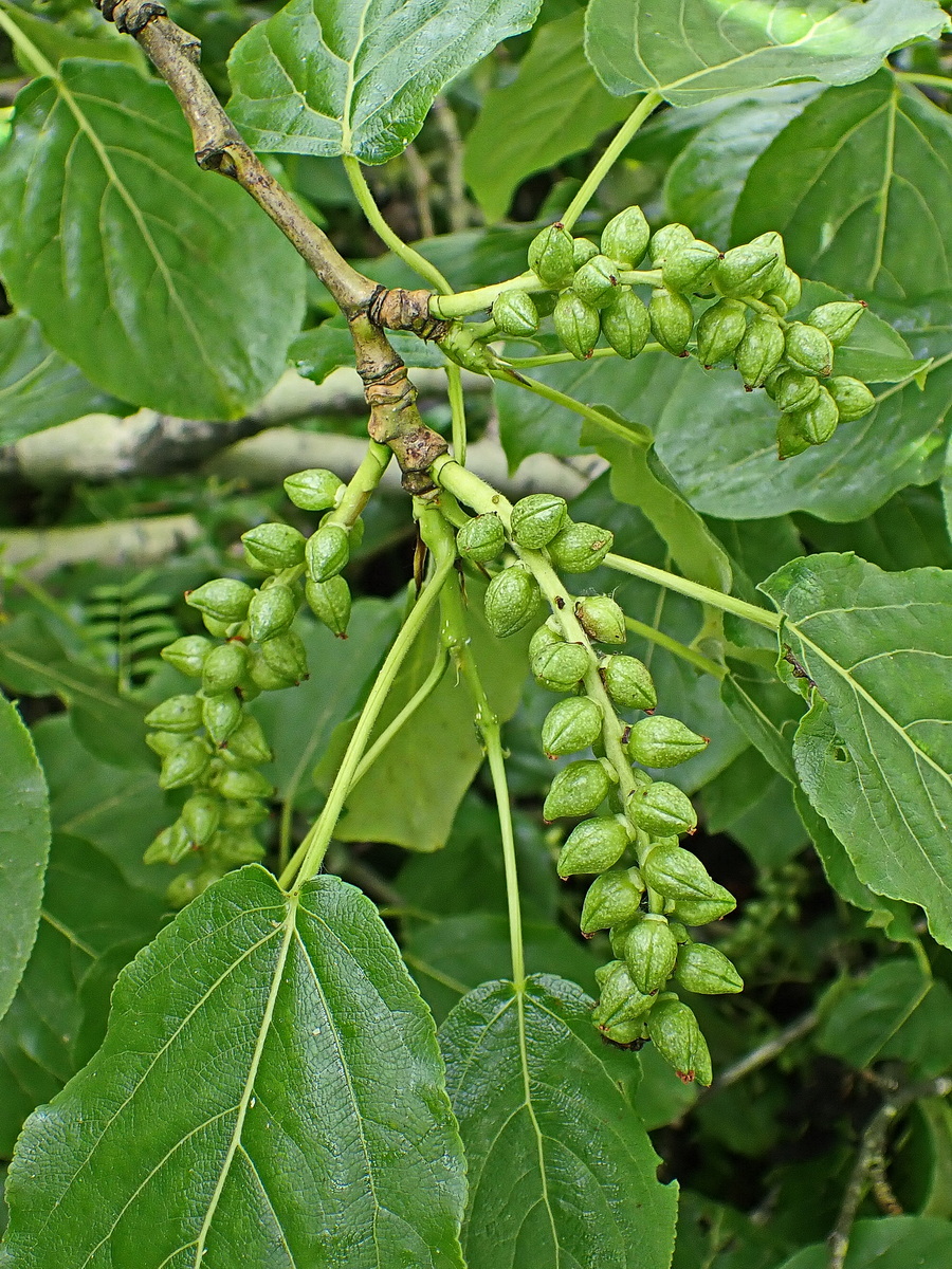 Image of Populus suaveolens specimen.