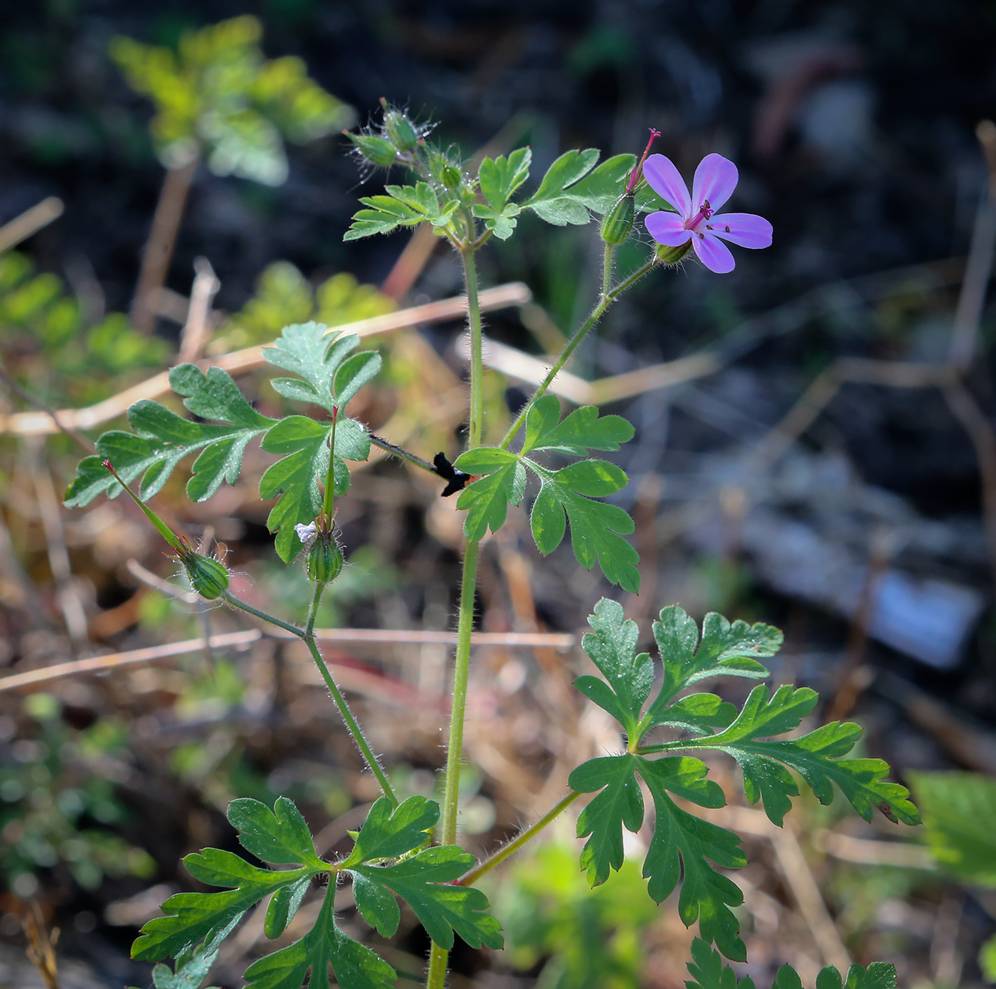 Изображение особи Geranium robertianum.