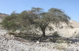 Vachellia tortilis подвид raddiana. Взрослое плодоносящее дерево в каменистой пустыне. Израиль, юго-западное побережье Мёртвого моря, нижняя часть горного склона. 21.02.2011.