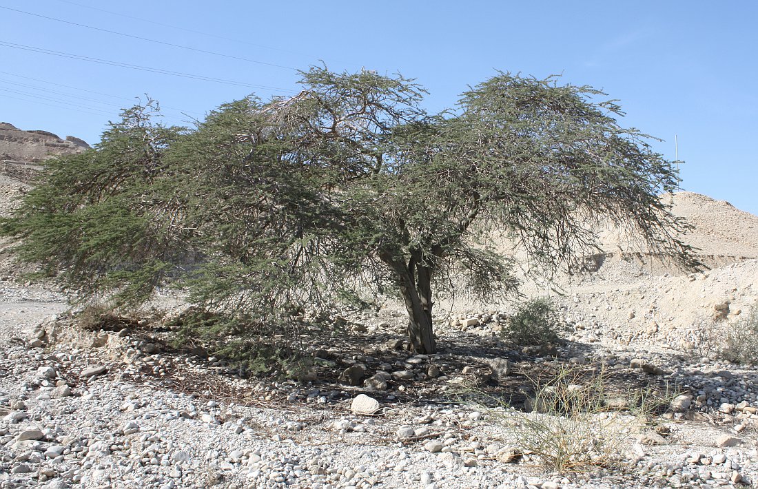 Изображение особи Vachellia tortilis ssp. raddiana.