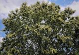 Castanea sativa. Крона цветущего дерева. Абхазия, Гальский р-н, окр. с. Оцарце, полоса широколиственного леса вдоль асфальтовой дороги. 11.06.2025.