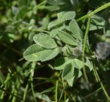 Trigonella rotundifolia. Листья. Турция, ил Ван, г. Ахлат, р-н Харабе Шехир, старое сельджукское кладбище, луг. 21 мая 2025 г.