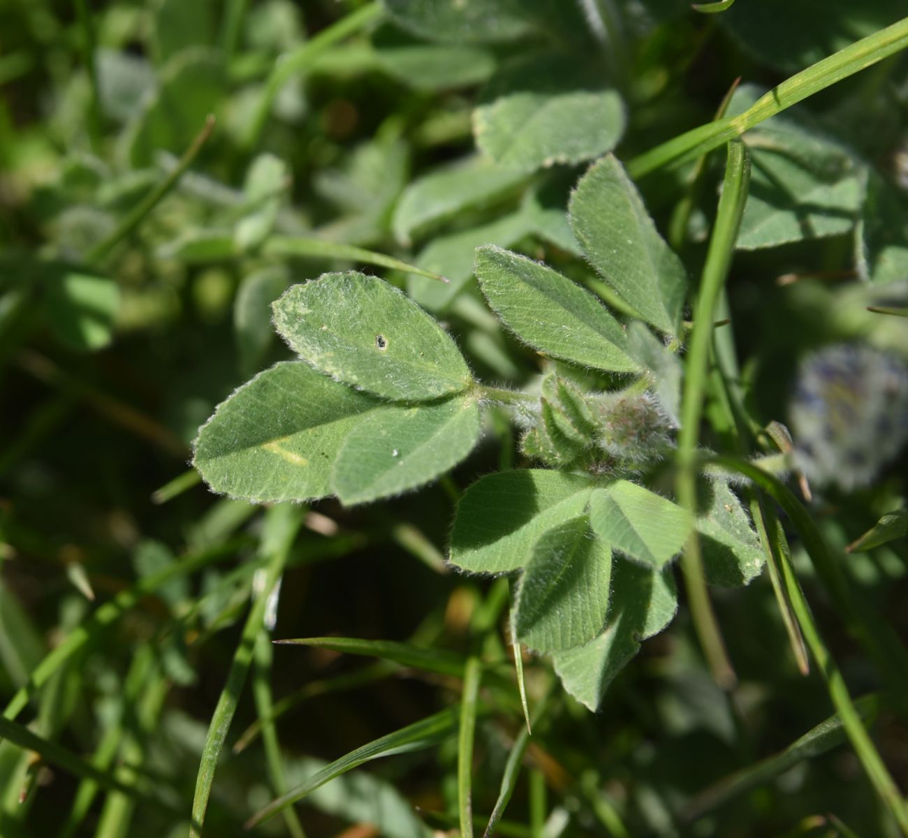 Изображение особи Trigonella rotundifolia.