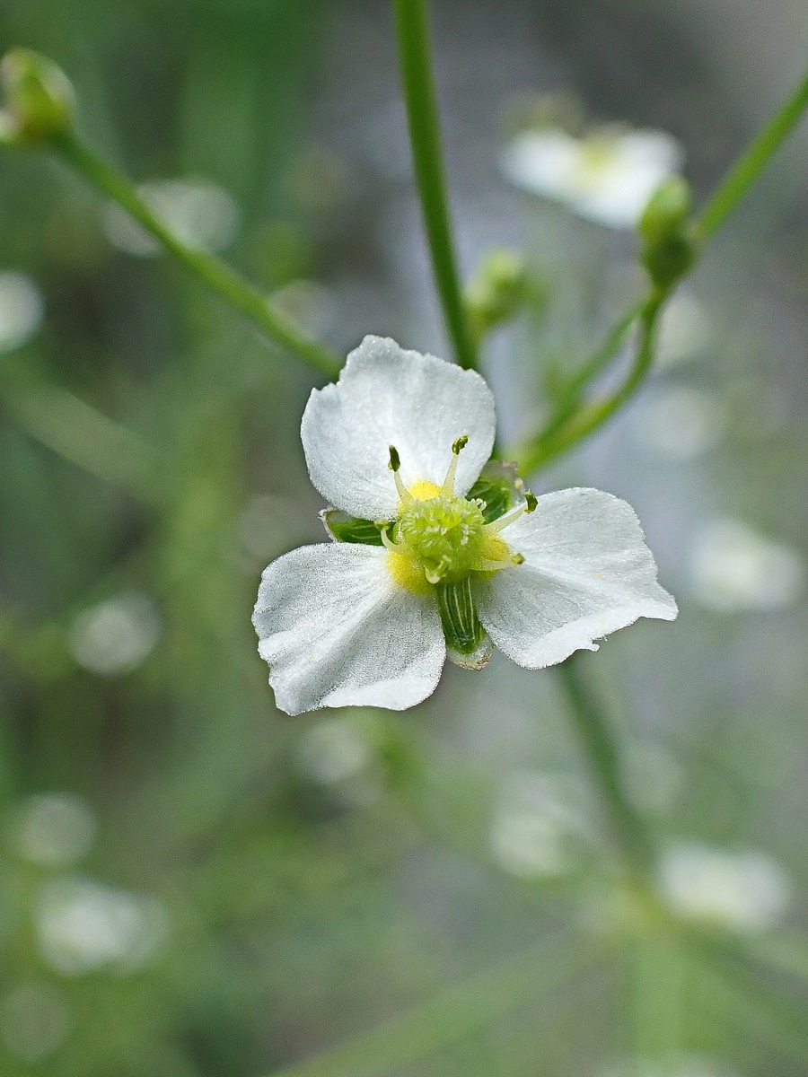 Изображение особи Alisma orientale.