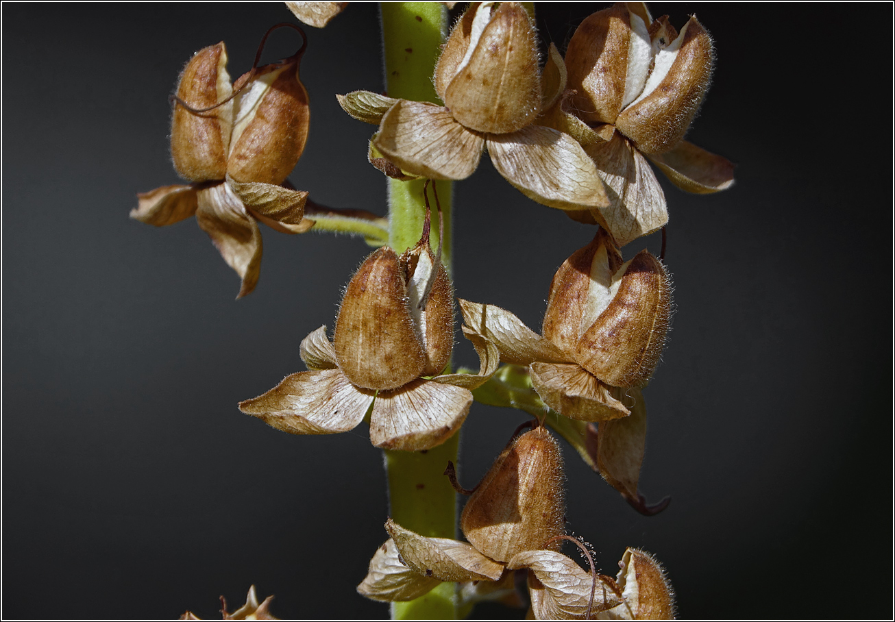 Изображение особи Digitalis purpurea.