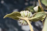 Phlomis fruticosa. Вид на соплодие снизу. Турция, пров. Мугла, р-н Даламан, округ Капукаргын, п-ов Капыдаг, бухта Явансу (Yavansu Koyu), каменистый склон. 05.05.2025.