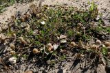 Trifolium fragiferum