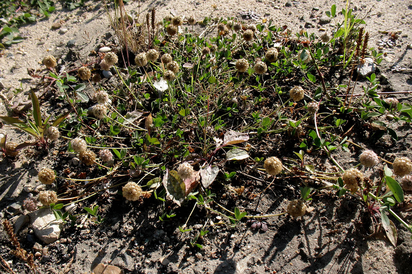Изображение особи Trifolium fragiferum.