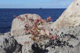 Atriplex aucheri. Плодоносящее растение. Крым, Севастополь, бухта Ласпи, приморский склон. 21.10.2025.
