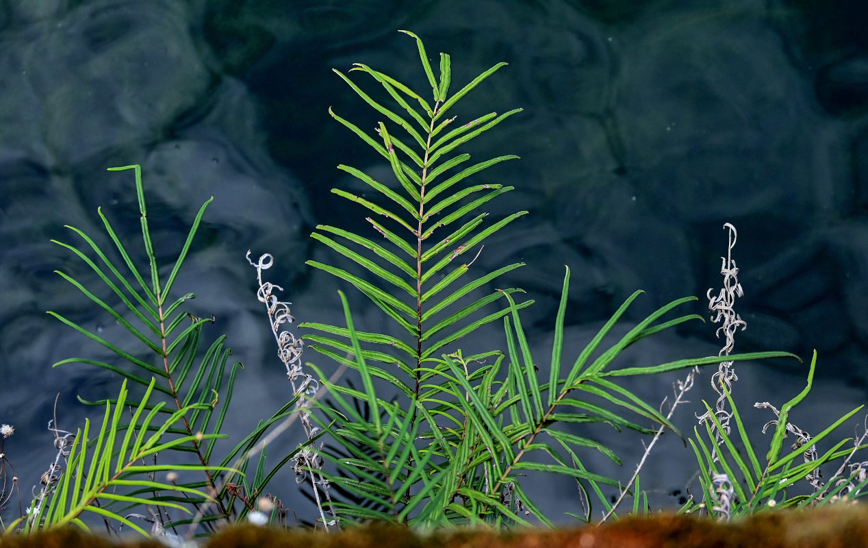 Image of Pteris vittata specimen.