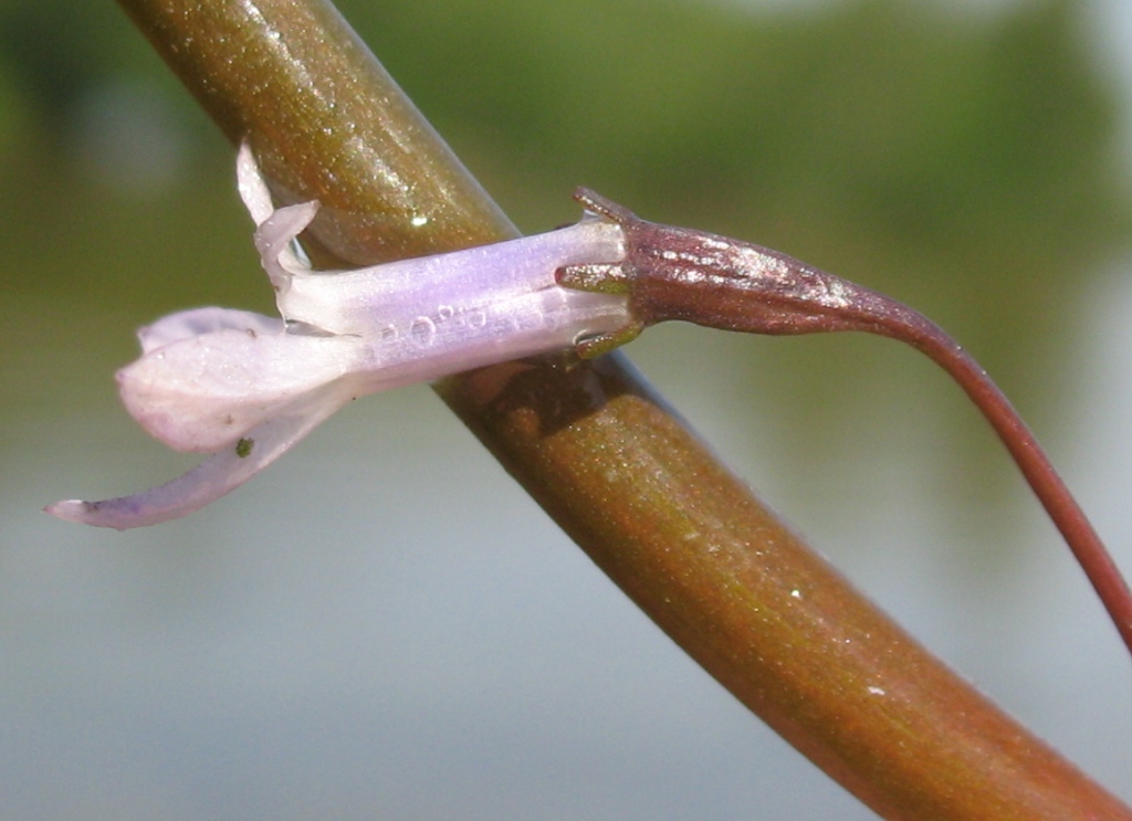 Image of Lobelia dortmanna specimen.