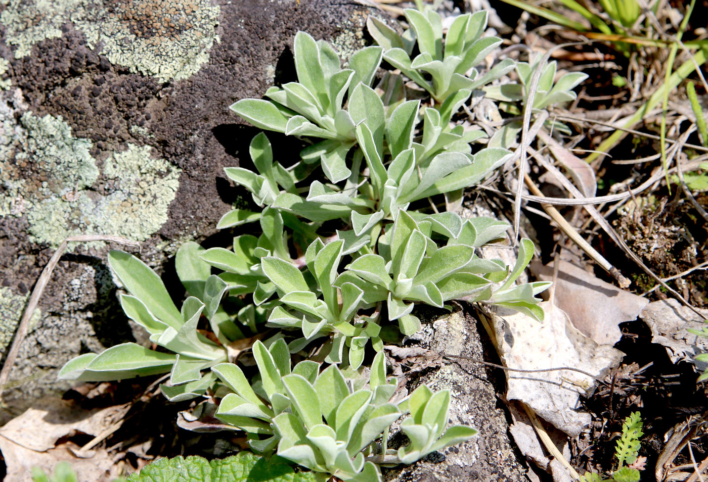 Изображение особи Antennaria dioica.