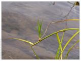 Scirpus radicans