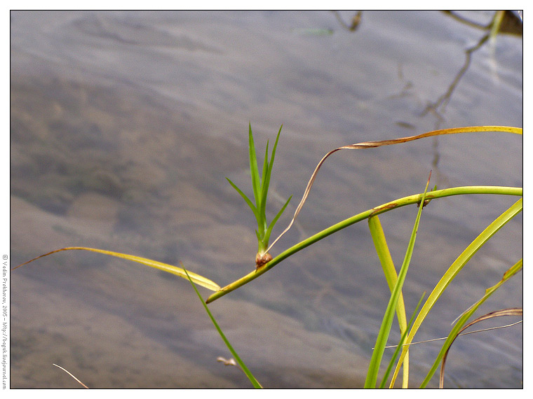 Изображение особи Scirpus radicans.