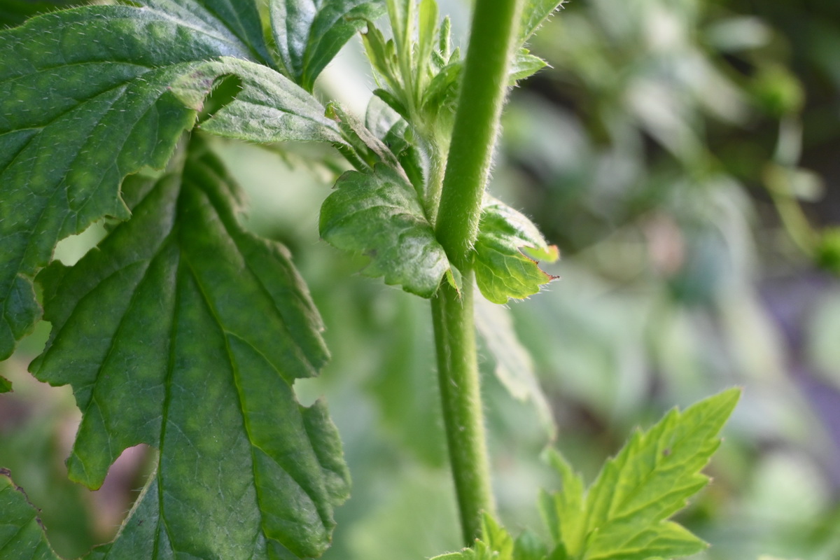 Image of genus Geum specimen.