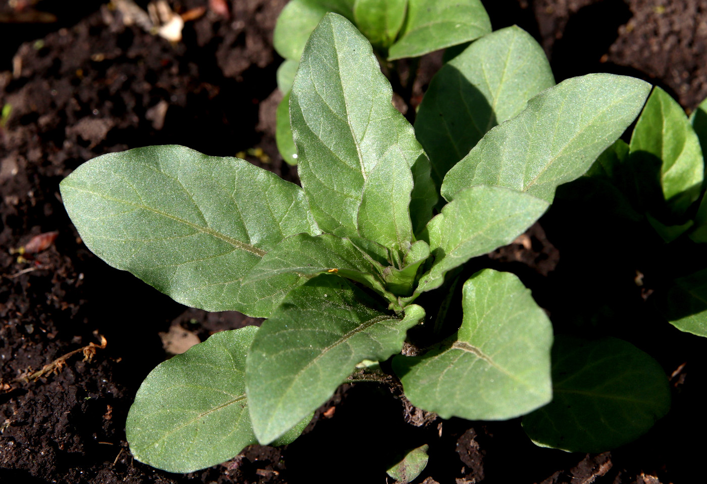 Изображение особи Physochlaina physaloides.