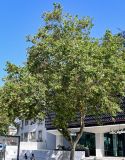Platanus orientalis. Взрослое дерево. Португалия, округ Лиссабон, г. Кашкайш, в культуре. 05.08.2025.