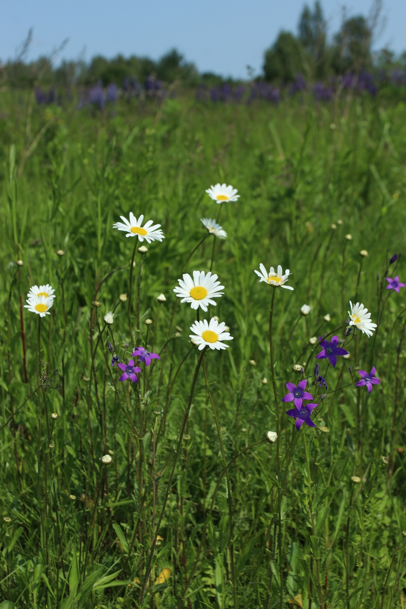 Image of Leucanthemum ircutianum specimen.