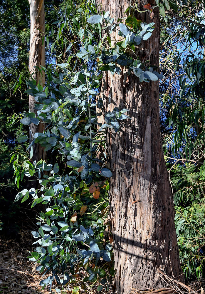 Изображение особи Eucalyptus globulus.