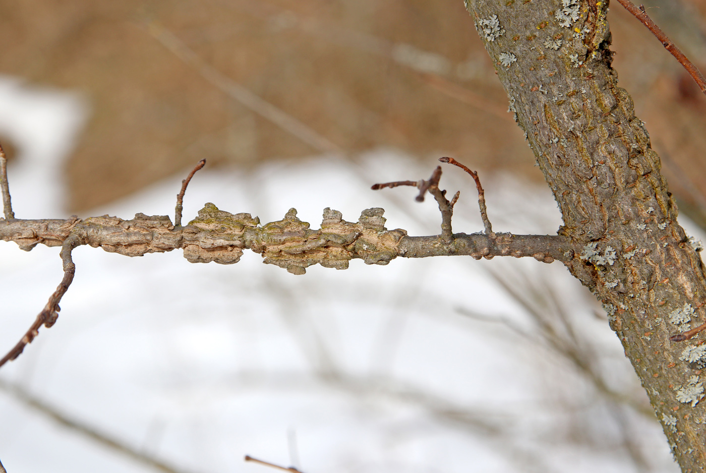 Изображение особи Ulmus minor.