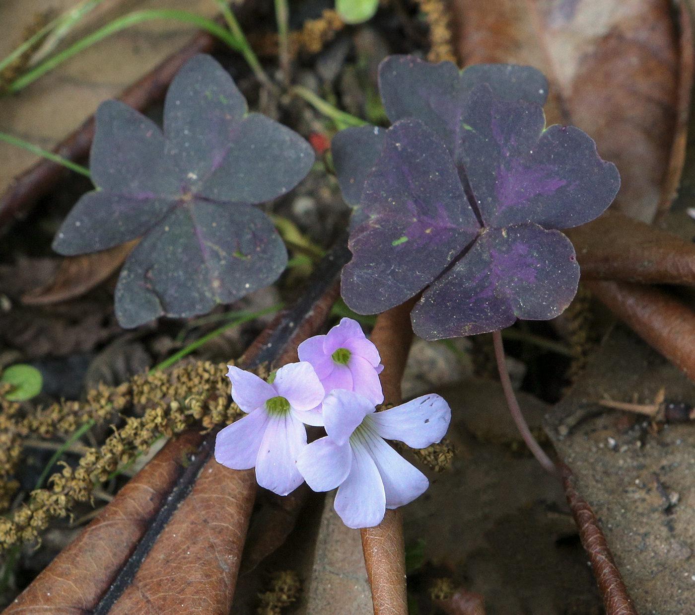Image of Oxalis triangularis specimen.