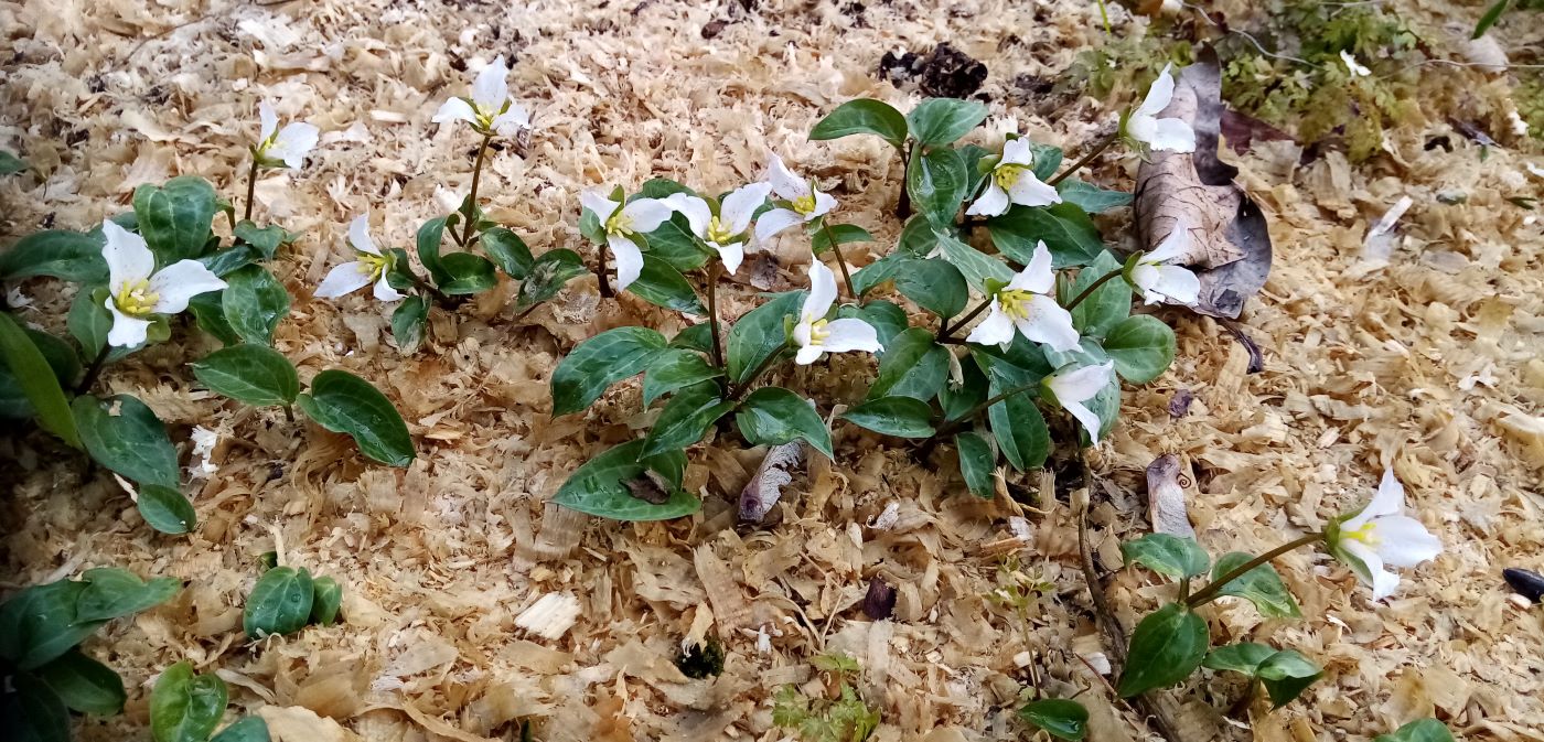 Image of familia Trilliaceae specimen.