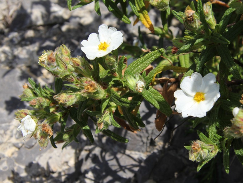 Image of Cistus monspeliensis specimen.