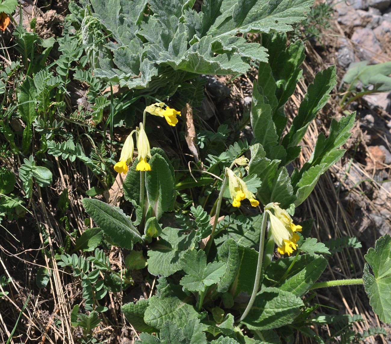 Изображение особи Primula macrocalyx.