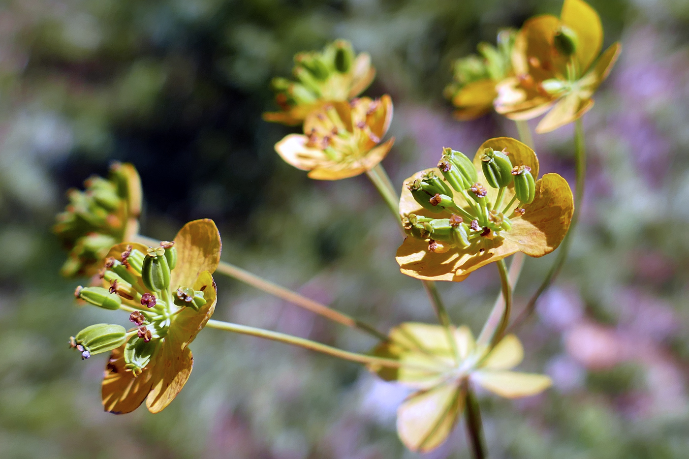 Изображение особи Bupleurum longifolium ssp. aureum.