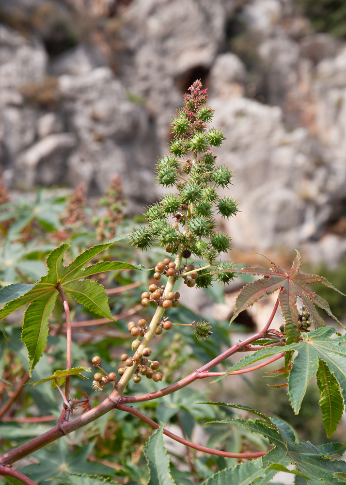 Image of Ricinus communis specimen.